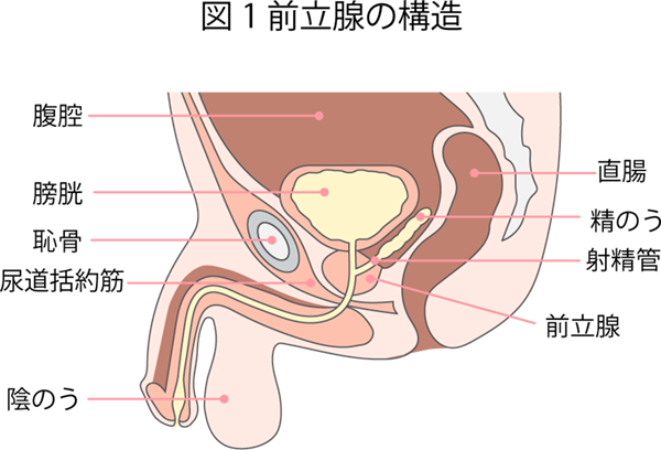 前立腺の構造