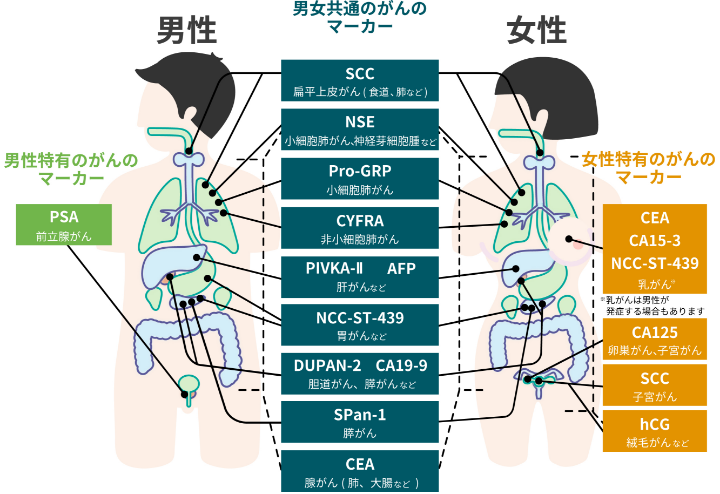 見つかっている主な腫瘍マーカーき