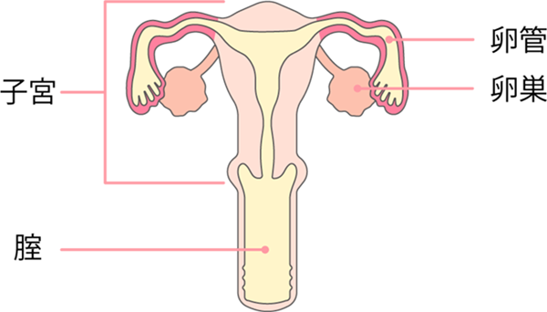 女性の内性器