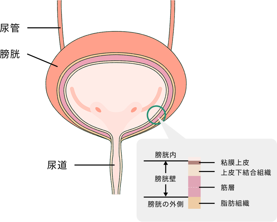 膀胱の構造