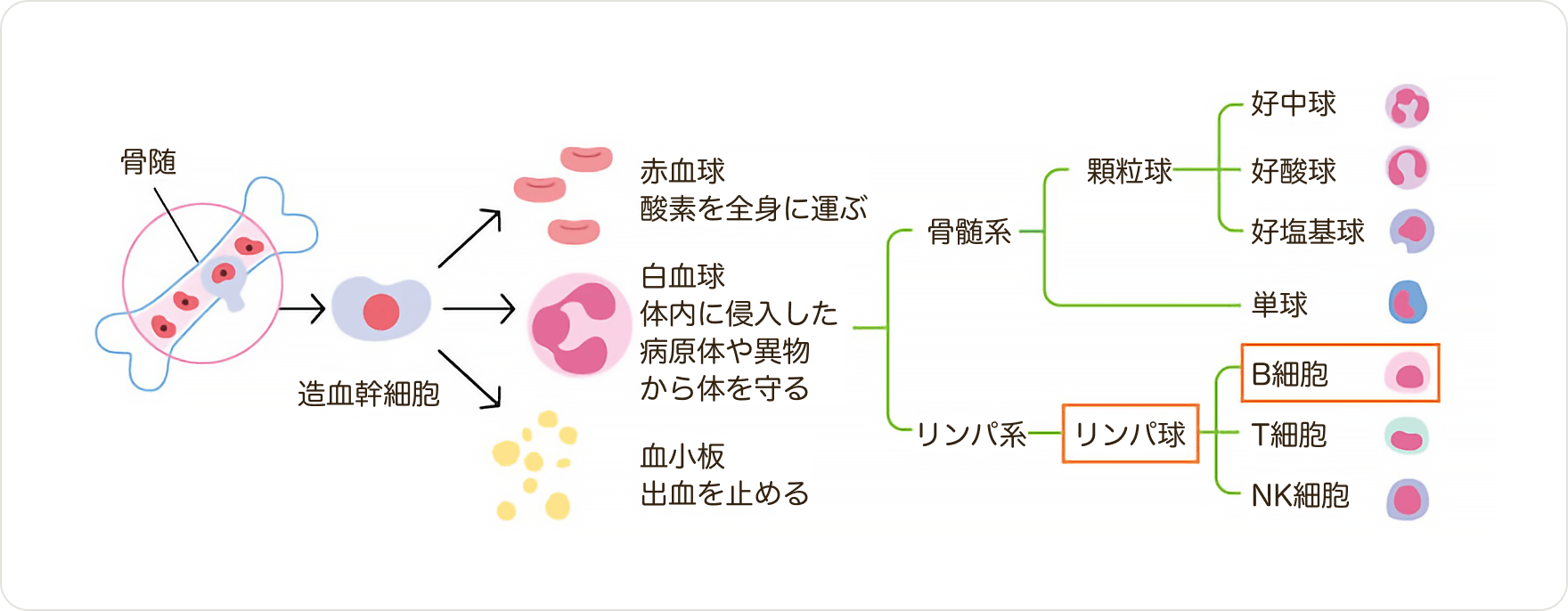 画像 血液の細胞がつくられる仕組み
