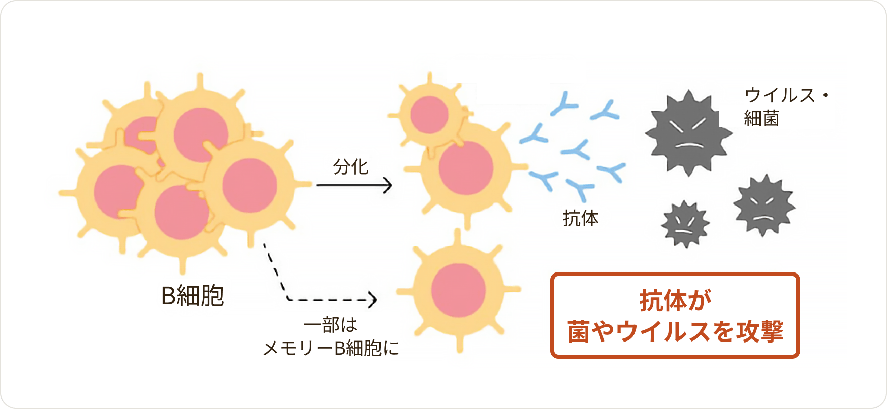 画像 CLLでは、感染症にかかりやすくなる