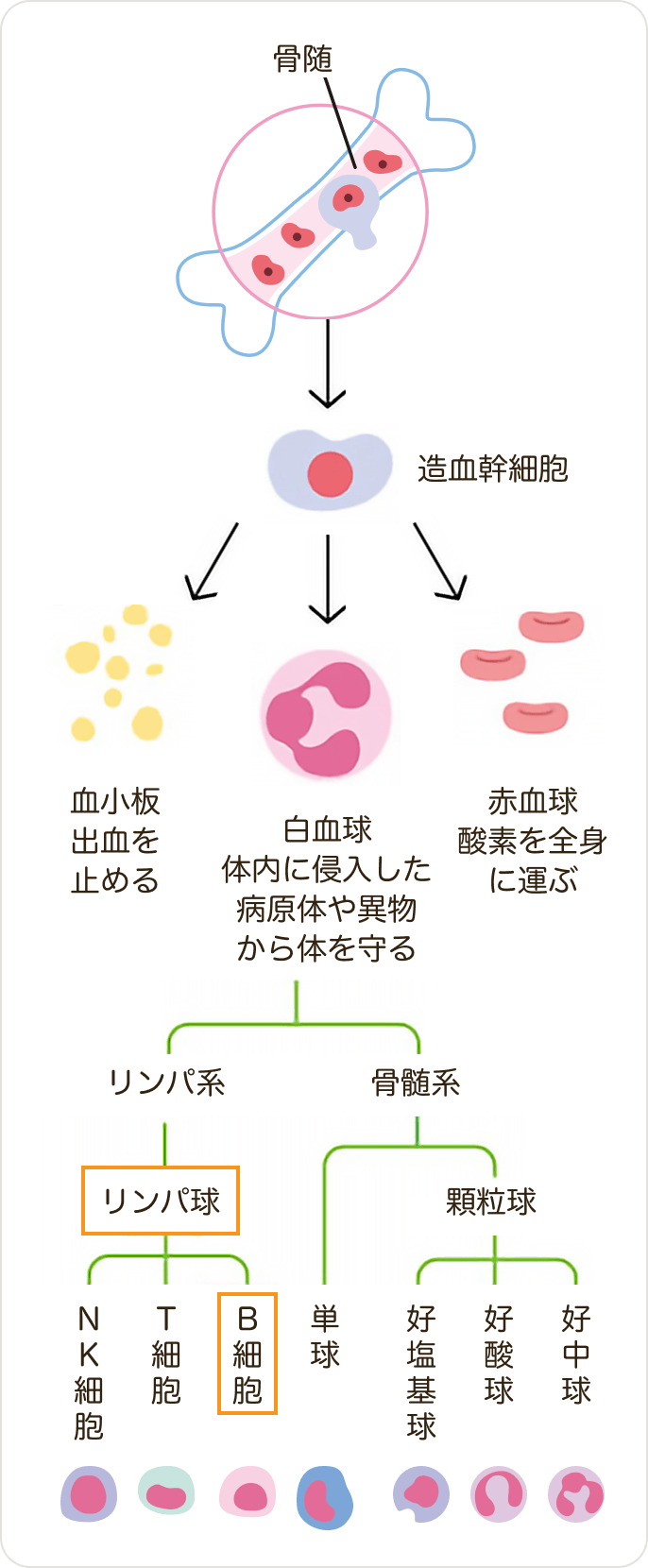 画像 血液の細胞がつくられる仕組み