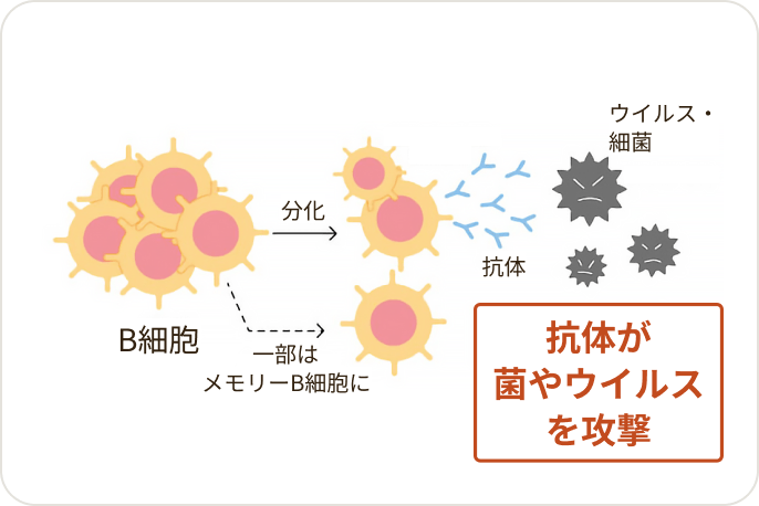 画像 CLLでは、感染症にかかりやすくなる