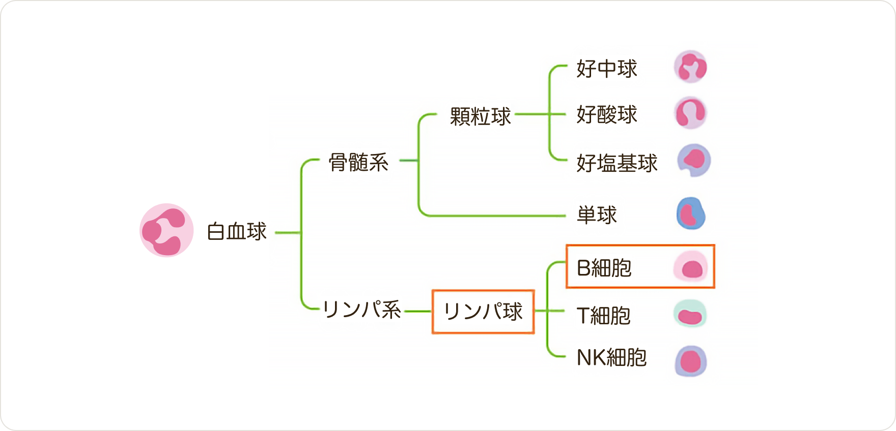 画像 リンパ球のB細胞