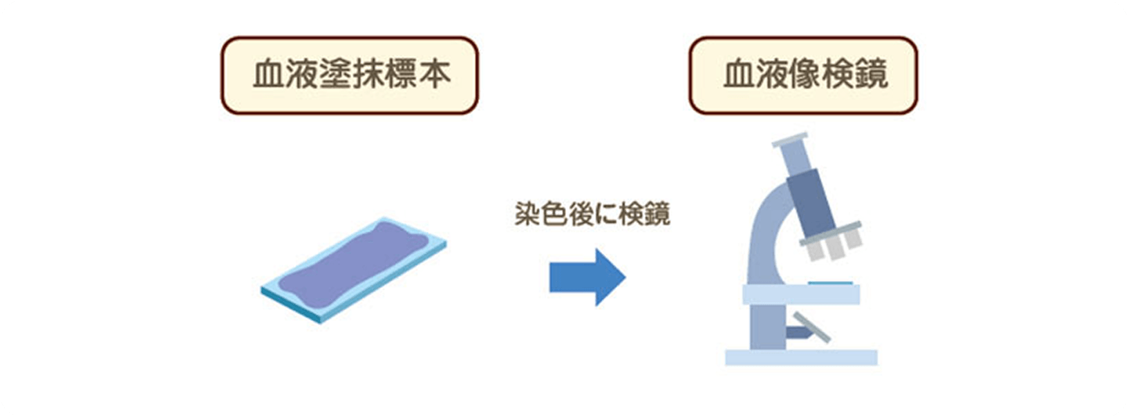 画像 血液塗抹（とまつ）標本