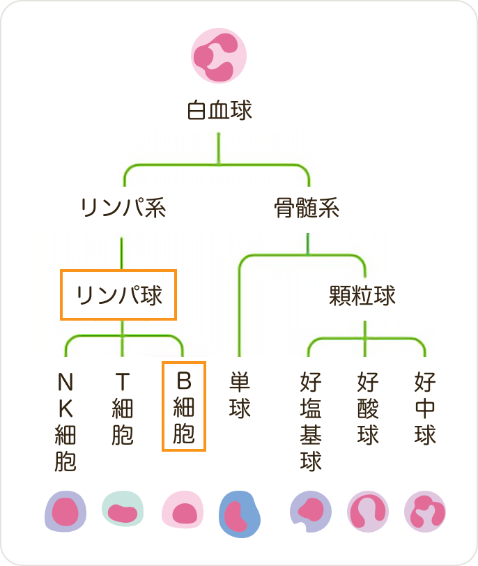 画像 リンパ球のB細胞