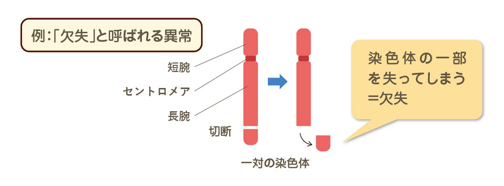 画像 FISH法
