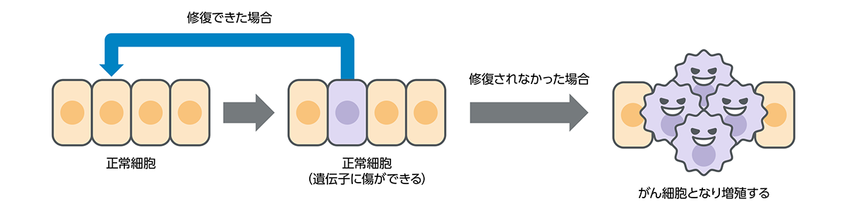 異常な細胞が増え続けると「がん」になる