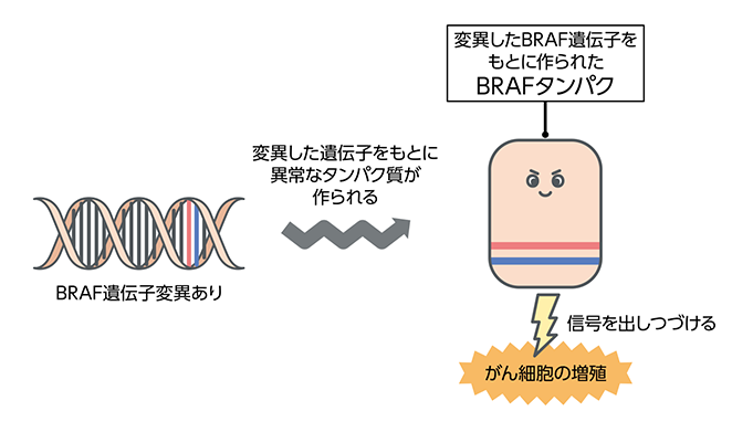 BRAF遺伝子検査とは