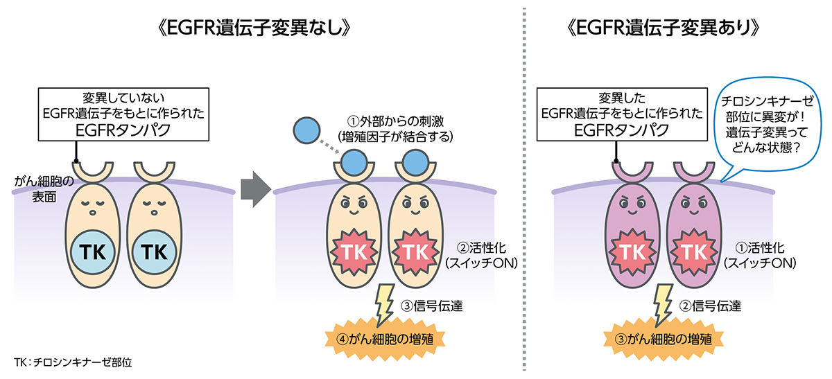 日本人に多いEGFR遺伝子変異イラスト１