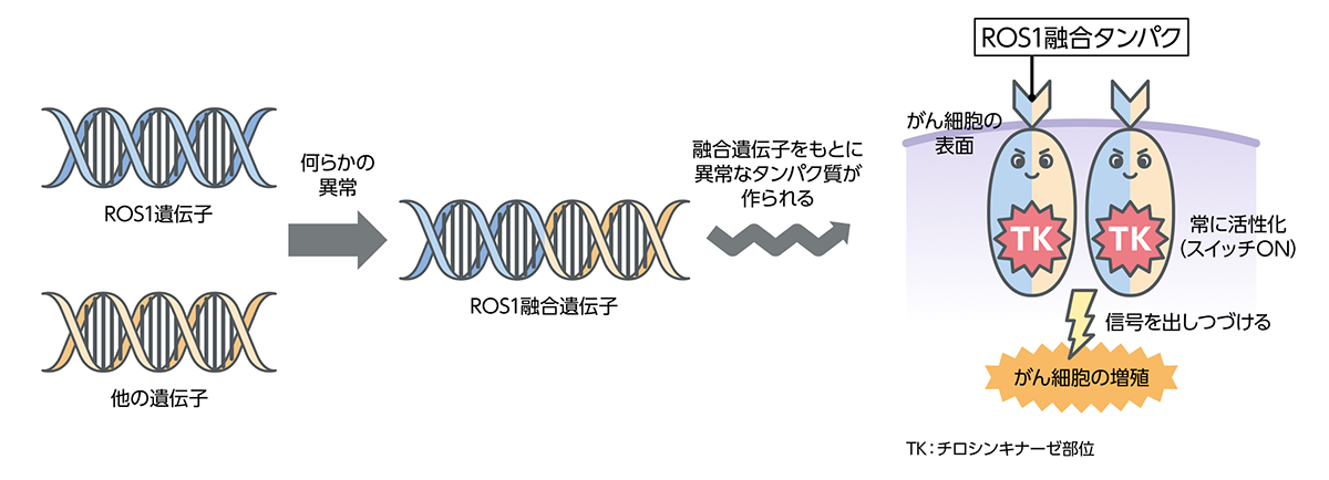 ROS1融合遺伝子はがん細胞を増殖させる