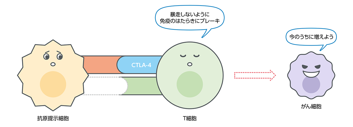 T細胞が持つCTLA-4のはたらきのイラスト