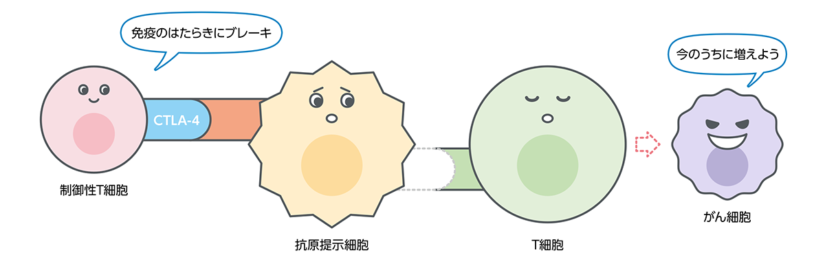 制御性T細胞が持つCTLA-4のはたらきのイラスト