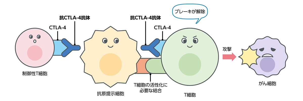 CTLA-4阻害薬の開発のイラスト