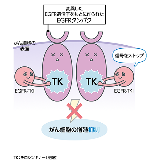 EGFR阻害薬はEGFRから出る信号に作用