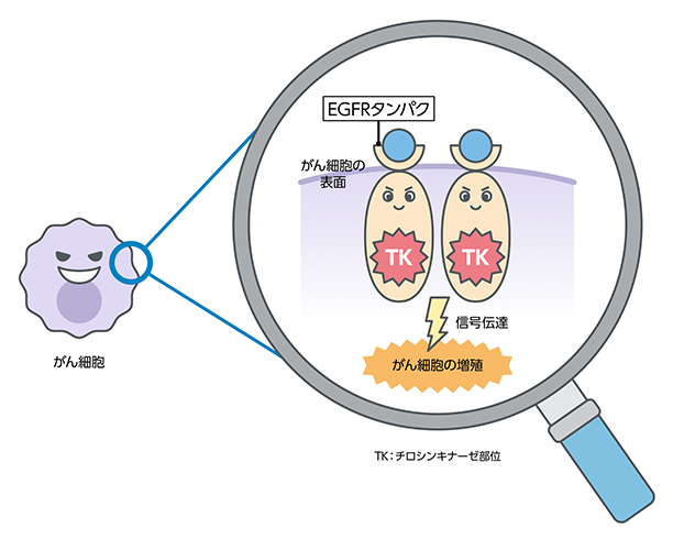 EGFR阻害薬はEGFRから出る信号に作用