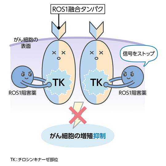がん細胞が増え続けること（増殖）を抑えるお薬です