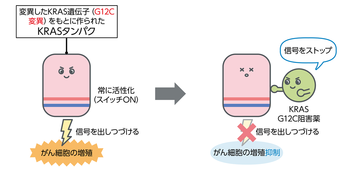 KRAS遺伝子 G12C変異がある人に効果が期待できる「KRAS阻害薬」