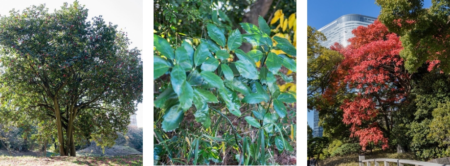 絵合わせに成功した植物の一部。ヤブツバキ（左）、アオキ（中央）、ハゼノキ（右）。