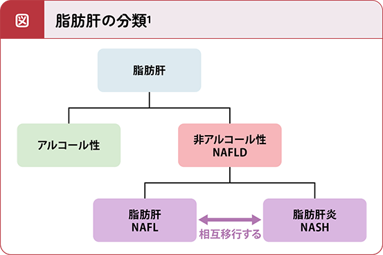 脂肪肝の分類1