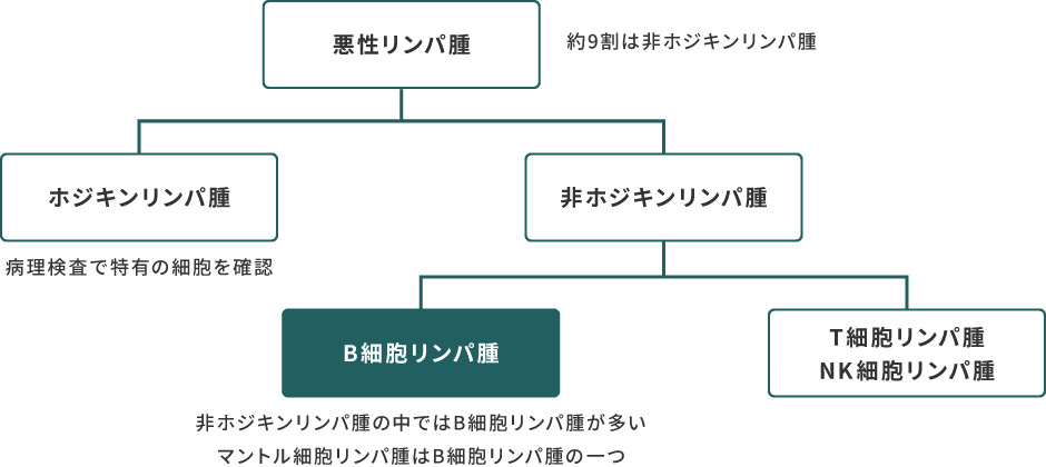 悪性リンパ腫はホジキンリンパ腫と非ホジキンリンパ腫に分けられます。約9割は非ホジキンリンパ腫とされています。ホジキンリンパ腫であれば病理検査で特有の細胞を確認されます。また、非ホジキンリンパ腫はB細胞リンパ腫とT細胞リンパ腫・NK細胞リンパ腫に分けることができ、非ホジキンリンパ腫の中ではB細胞リンパ腫が多く、マントル細胞リンパ腫はB細胞リンパ腫の一つです。