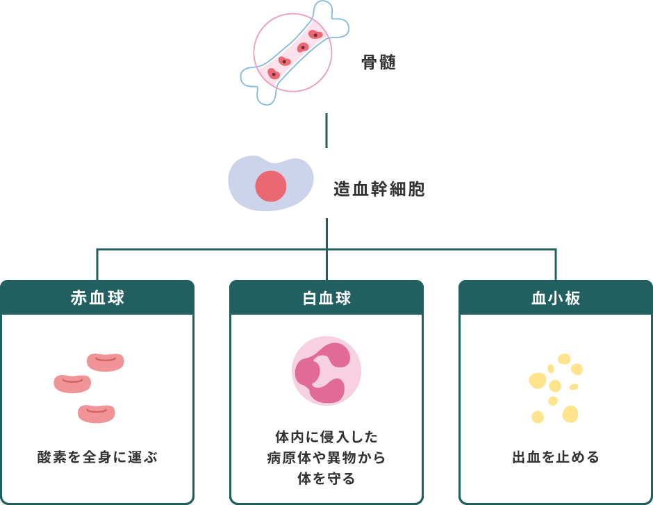 赤血球：酸素を全身に運ぶ、白血球：体内に侵入した病原体や異物から体を守る、血小板：出血を止める