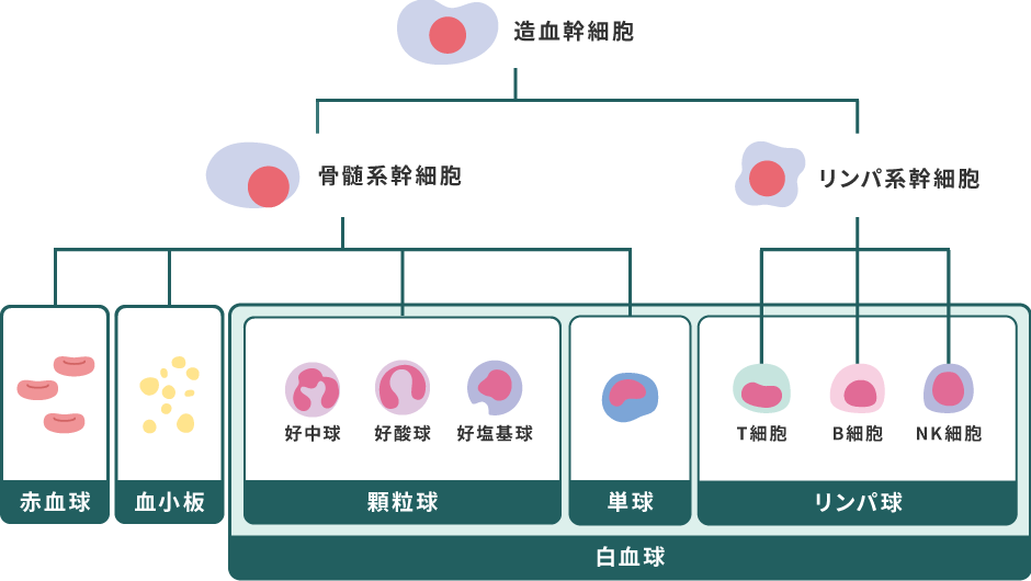 造血幹細胞は骨髄系幹細胞とリンパ系幹細胞に分けられます。骨髄系幹細胞は赤血球、血小板、顆粒球（好中球、好酸球、好塩基球）、単球に分けられます。リンパ系幹細胞はリンパ球であるT細胞、B細胞、NK細胞に分けられます。また顆粒球（好中球、好酸球、好塩基球）、単球、リンパ球は白血球のことです。