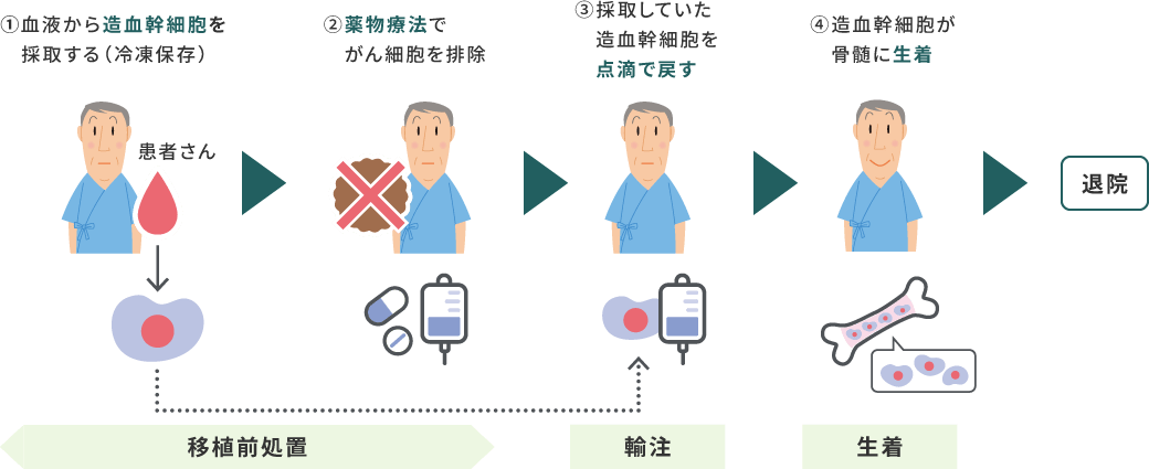 ①血液から造血幹細胞を採取する（冷凍保存）　②薬物療法でがん細胞を排除　③採取していた造血幹細胞を点滴で戻す　④造血幹細胞が骨髄に生着　→退院
