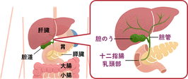 胆道の場所