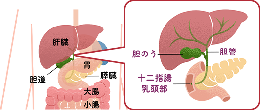 胆道(胆管・胆のう)について|教えて、胆道がん