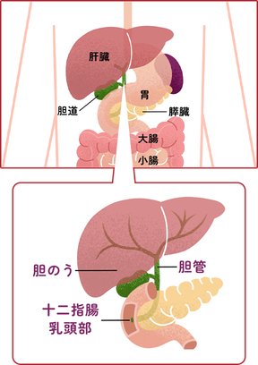 胆道の場所