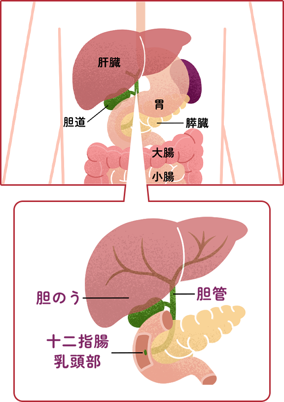 胆道(胆管・胆のう)について|教えて、胆道がん