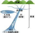胆汁の流れ