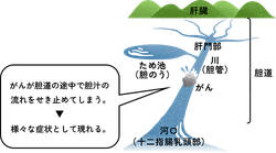 胆汁の流れ