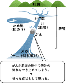 胆汁の流れ