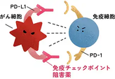 免疫チェックポイント阻害薬
